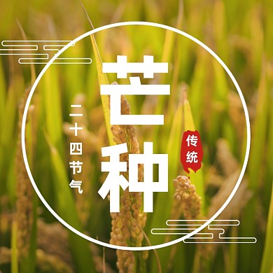 芒种传统节气简约公众号次图
