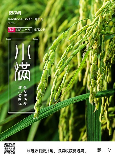 简洁清新小满节气意境海报