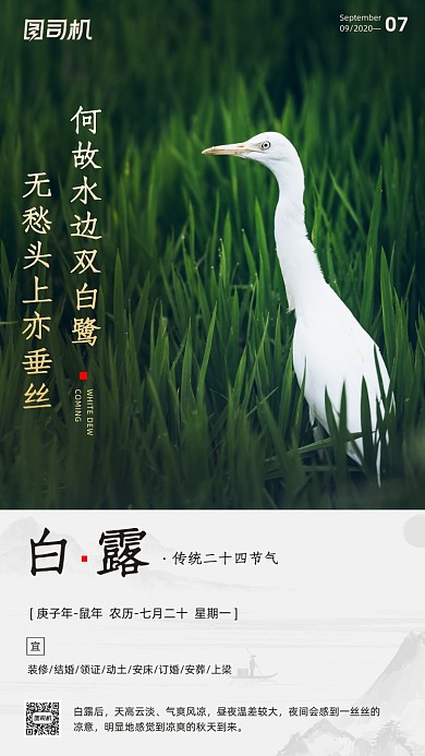 传统节气白露手机海报