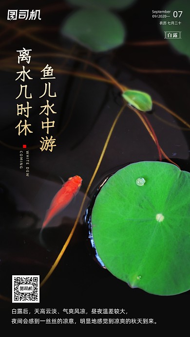 传统节气白露手机海报