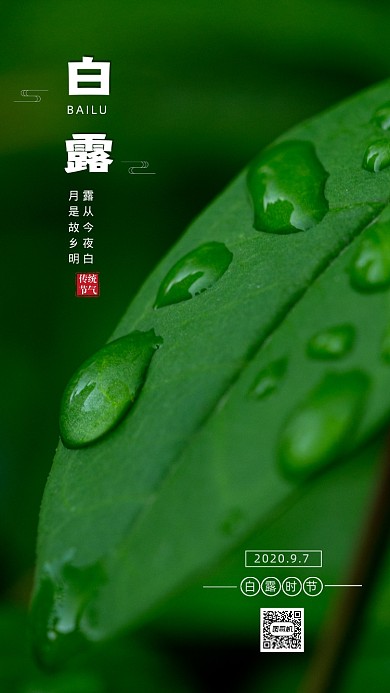 二十四节气白露清新手机海报