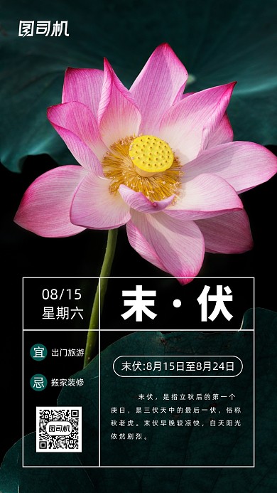 三伏天末伏清新荷花手机海报