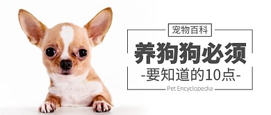 宠物百科养狗狗必须要知道的十点内容