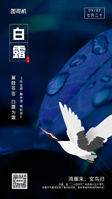 二十四节气白露手机海报