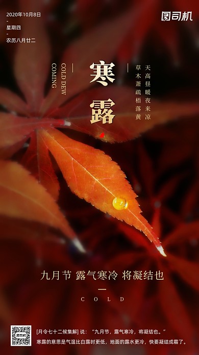 寒露节气摄影图清新简约手机海报