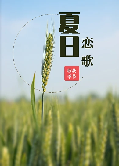 绿色的麦子收获季节