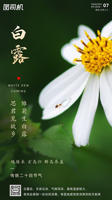 传统节气白露手机海报