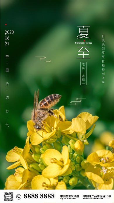 清新摄影菜花夏至节气海报