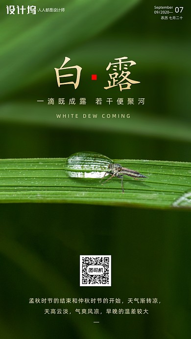 传统节气白露手机海报