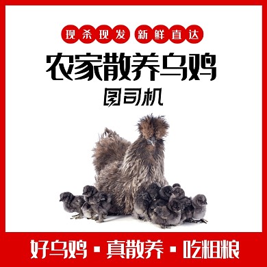 简约风农家散养土鸡乌鸡电商主图直通车