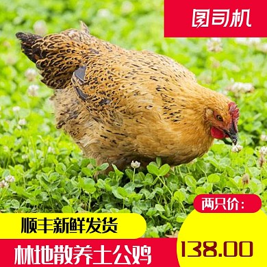 简约风农家散养土鸡乌鸡电商主图直通车