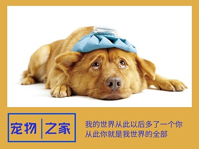 宠物之家狗黄蓝简约横版配图