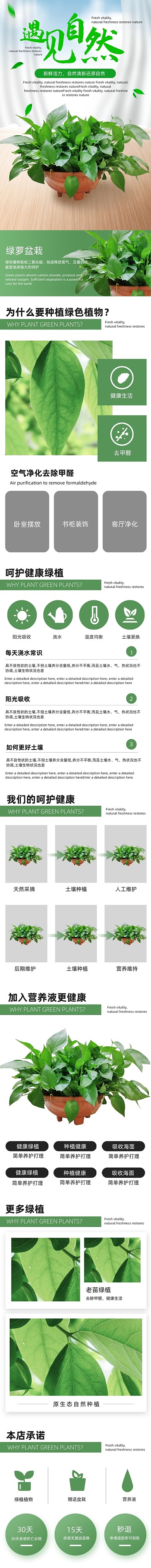 绿萝绿植装饰美化植物详情页