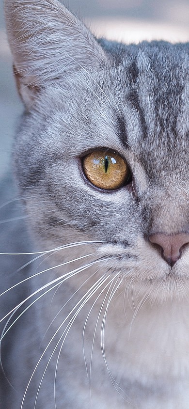 猫咪萌宠摄影手机壁纸