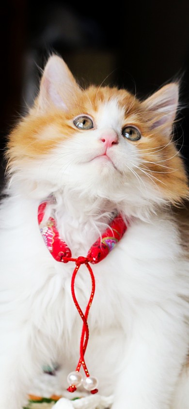 猫咪萌宠摄影手机壁纸