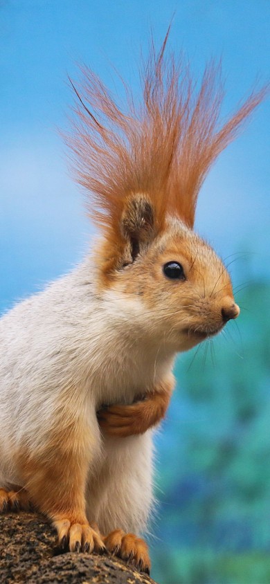 松鼠萌宠摄影手机壁纸