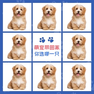 宠物狗种类展示简约可爱狗猫主图