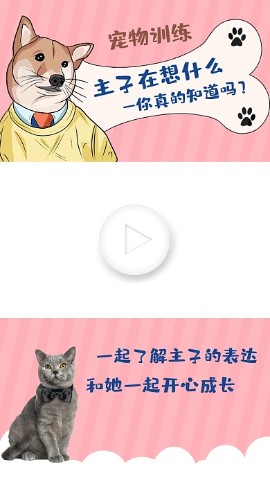 宠物训练宠物了解直播视频边框