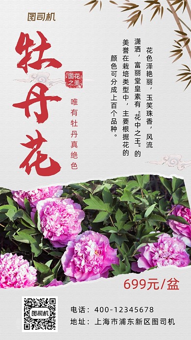 牡丹花中国风摄影图手机海报