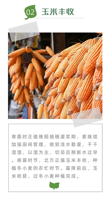 白色简约玉米丰收文章配图