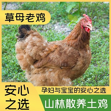 母鸡农家土鸡主图直通车模板