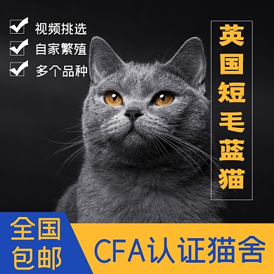 猫咪宠物淘宝主图直通车模板