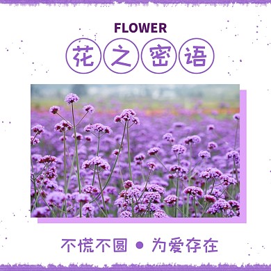 花之密语紫色浪漫薰衣草方形配图