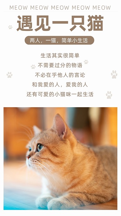 简约宠物猫文章配图