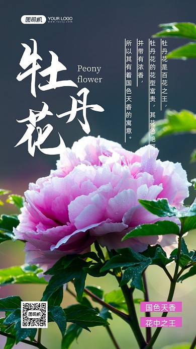 牡丹花花中之王写实手机海报