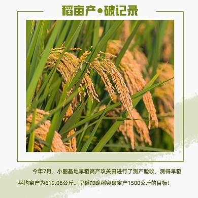 稻亩产破记录方形配图