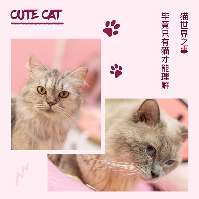 cutecat宠物猫方形配图