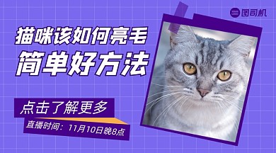 猫咪亮毛小方法手账风广告banner
