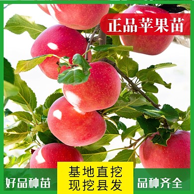 蔬果种植类淘宝直通车苹果苗主图