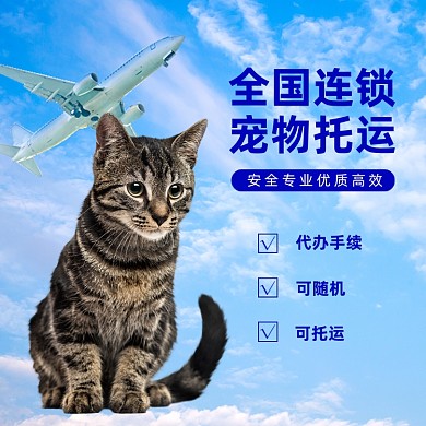 航空托运宠物主图