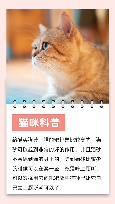 粉色文艺清新猫咪科普文章配图