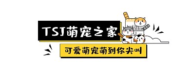 萌宠之家可爱清新插画公众号logo