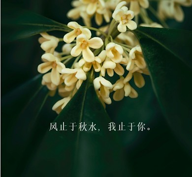风止于秋水我止于你清新简约朋友圈封面