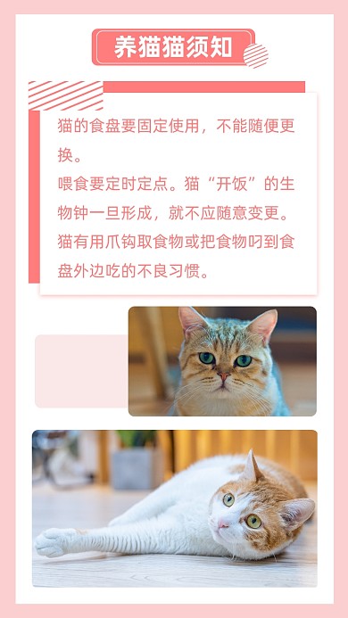 文艺清新养猫须知文章配图