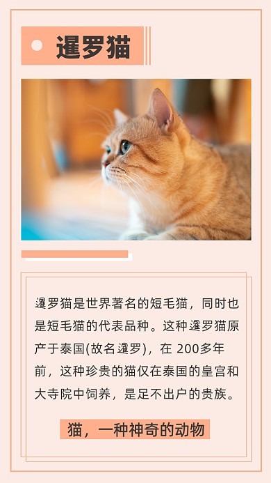 文艺清新暹罗猫文章配图
