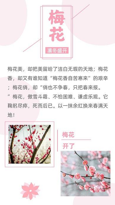 文艺清新梅花开了文章配图