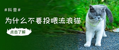 投喂流浪猫科普知识简约首图