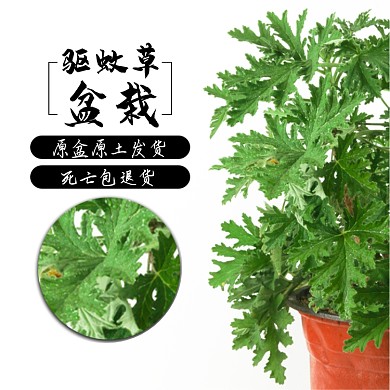 驱蚊草盆栽植物淘宝主图直通车模板
