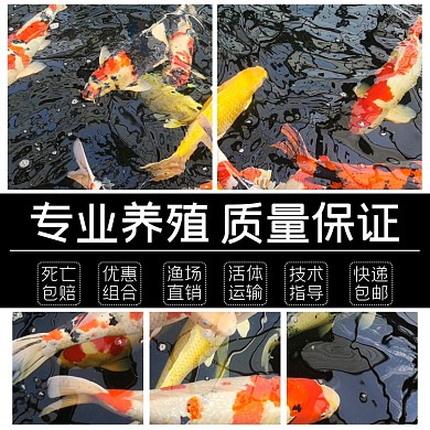 金鱼宠物养殖淘宝主图直通车模板