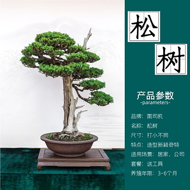 松树植物盆栽淘宝主图直通车模板