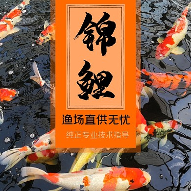 锦鲤鲤鱼宠物淘宝主图直通车模板