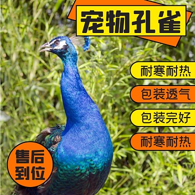 孔雀动物宠物淘宝主图直通车模板