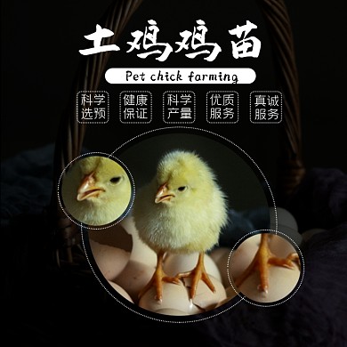 小鸡仔幼苗淘宝主图直通车模板