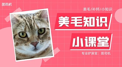 宠物美毛课堂简约清新课程封面