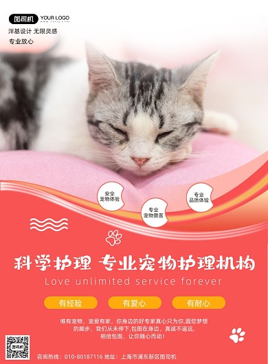 宠物猫实景摄影护理机构印刷海报
