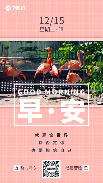 动物火烈鸟摄影手机海报日签